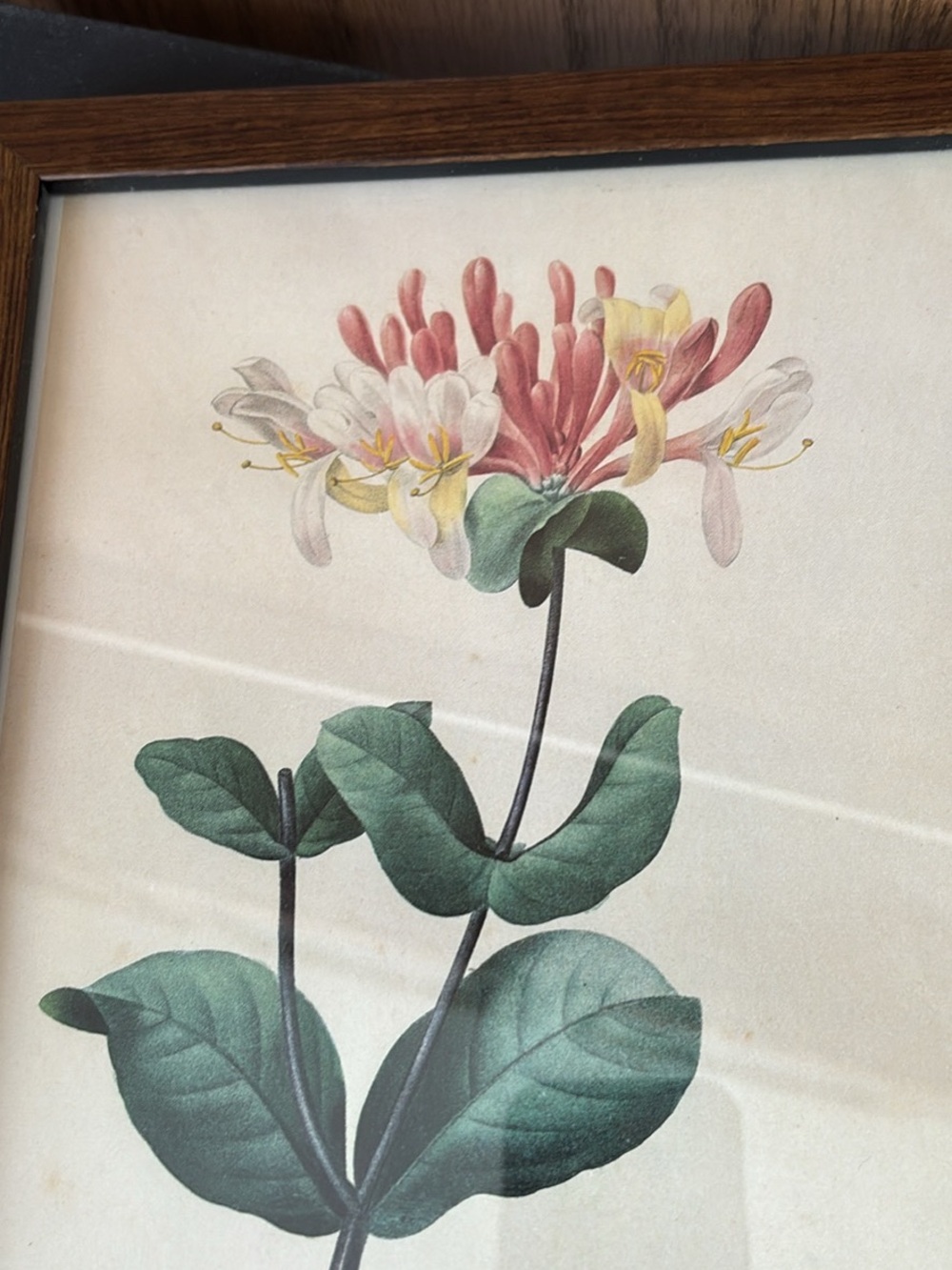 Vintage Japanese Honeysuckle Print